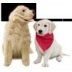 Discount Pet Meds